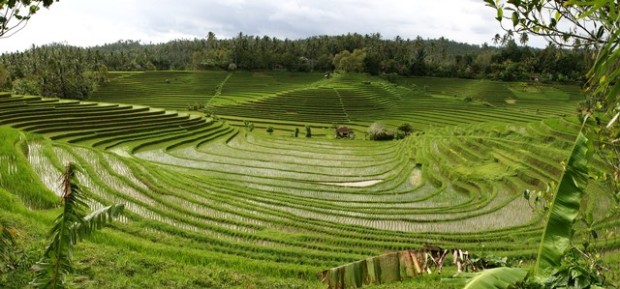 panorama_bali_rice_terraces_2_by_melmarc-d31nw18